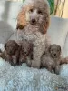 Photo №2 to announcement № 127471 for the sale of poodle (royal) - buy in Germany private announcement