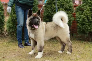 Photo №1. american akita - for sale in the city of Москва | 488$ | Announcement № 2030