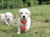 Additional photos: golden retriever puppies