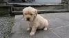 Photo №1. golden retriever - for sale in the city of Munich | 317$ | Announcement № 69760