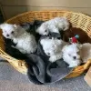 Photo №1. maltese dog - for sale in the city of Rüti | 370$ | Announcement № 13359