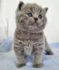 Photo №2 to announcement № 122121 for the sale of british shorthair - buy in United States private announcement