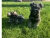 Photo №1. schnauzer - for sale in the city of Auckland | 528$ | Announcement № 57005