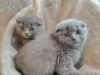 Photo №1. scottish fold - for sale in the city of Антверпен | Is free | Announcement № 120413