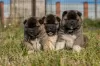 Photo №3. MULTI-BREED KENNEL of Dogs and Cats. Kazakhstan