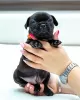 Photo №4. I will sell french bulldog in the city of Kishinev. breeder - price - 264$