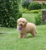 Photo №3. Toy poodle puppies KENNEL. Russian Federation