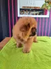 Additional photos: Chow chow puppies