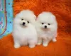 Photo №2 to announcement № 30010 for the sale of pomeranian - buy in Germany private announcement