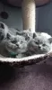 Photo №4. I will sell british shorthair in the city of Atlanta. private announcement, breeder - price - 350$