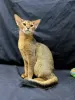 Photo №1. abyssinian cat - for sale in the city of Bruges | Is free | Announcement № 127674