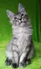 Photo №4. I will sell maine coon in the city of Barnaul. from nursery - price - negotiated