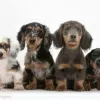 Photo №1. dachshund - for sale in the city of Hartford | 400$ | Announcement № 109933