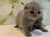 Photo №2 to announcement № 84021 for the sale of scottish fold - buy in Germany private announcement, from nursery