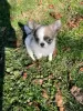 Photo №1. chihuahua - for sale in the city of Jönköping | 433$ | Announcement № 13388