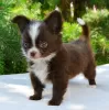 Photo №3. Baby chihuahua. Russian Federation