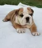 Photo №1. english bulldog - for sale in the city of Вилкавишкис | 300$ | Announcement № 40972