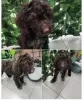 Additional photos: Lagotto Romagnolo puppies for sale