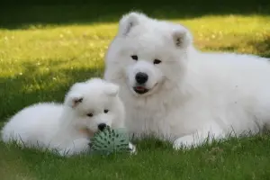 Photo №3. Samoyed. Puppies. Siberian dog kennel. Belarus