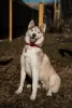 Photo №2 to announcement № 119167 for the sale of siberian husky - buy in Russian Federation 