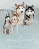 Photo №1. siberian husky - for sale in the city of Poltava | negotiated | Announcement № 9448