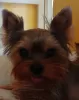 Photo №1. yorkshire terrier - for sale in the city of Литвинов | 430$ | Announcement № 105017