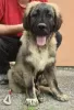 Additional photos: Caucasian Shepherd Dog puppies of the highest quality