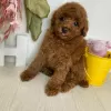 Photo №3. Toy Poodle Puppies. Switzerland