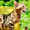 Photo №1. bengal cat - for sale in the city of Sint-Truiden | Is free | Announcement № 128951