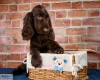 Additional photos: Field Spaniel - puppies