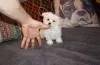 Photo №2 to announcement № 107497 for the sale of maltese dog - buy in Germany private announcement