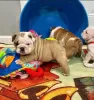 Photo №3. English Bulldog puppies for sale. United States