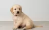 Photo №1. golden retriever - for sale in the city of Saarbrücken | negotiated | Announcement № 32659