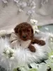 Additional photos: Red toy poodle puppies