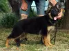 Additional photos: Beautiful dsh German Shepherd puppies.