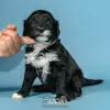 Photo №4. I will sell portuguese water dog in the city of Evora. breeder - price - negotiated