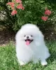 Photo №2 to announcement № 128817 for the sale of pomeranian - buy in Germany 