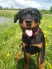 Photo №4. I will sell rottweiler in the city of Rezekne. breeder - price - 740$