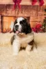 Photo №1. st. bernard - for sale in the city of Vilnius | 370$ | Announcement № 36078