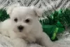 Photo №1. maltese dog - for sale in the city of Marietta | negotiated | Announcement № 110060