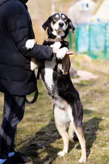 Additional photos: Stately, luxurious and magnificent dog looking for a home