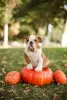 Photo №3. English Bulldog puppies for sale. Russian Federation