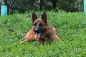 Photo №2 to announcement № 2014 for the sale of german shepherd - buy in Russian Federation private announcement