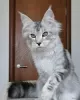 Photo №1. maine coon - for sale in the city of Гриндельвальд | Is free | Announcement № 129223