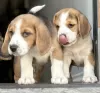 Additional photos: Beagle puppies