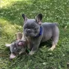 Photo №2 to announcement № 64576 for the sale of french bulldog - buy in Germany private announcement