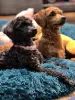 Additional photos: toy poodle puppies