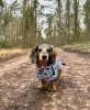 Photo №2 to announcement № 104180 for the sale of dachshund - buy in Germany breeder