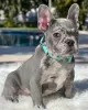 Photo №2 to announcement № 123215 for the sale of french bulldog - buy in United Kingdom private announcement