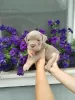 Additional photos: English bulldog, puppy